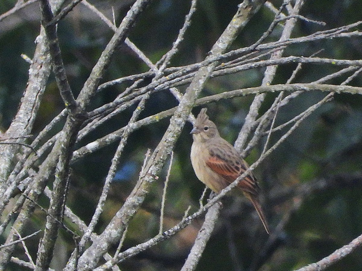 Crested Bunting - ML638351059