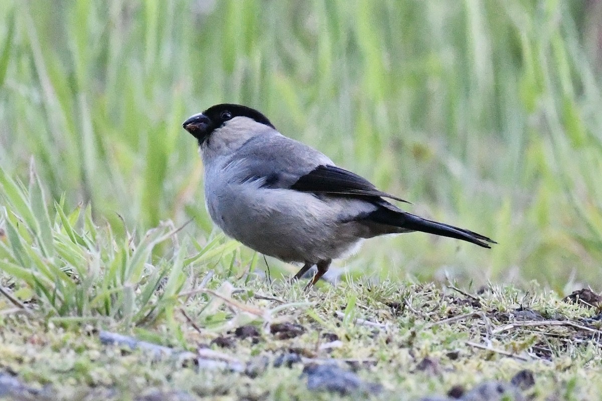 Azores Bullfinch - ML638351060
