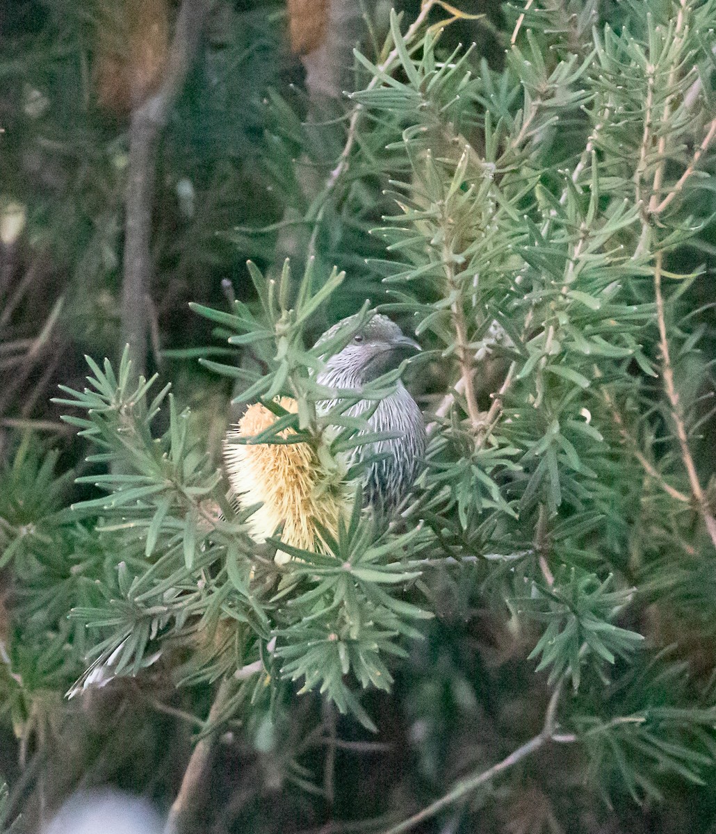Little Wattlebird - ML638351063