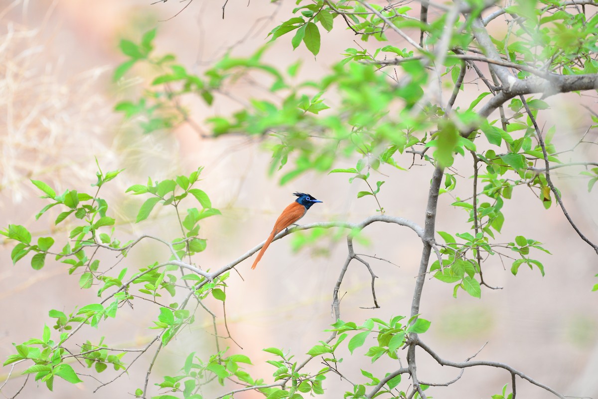 Indian Paradise-Flycatcher - ML638351068
