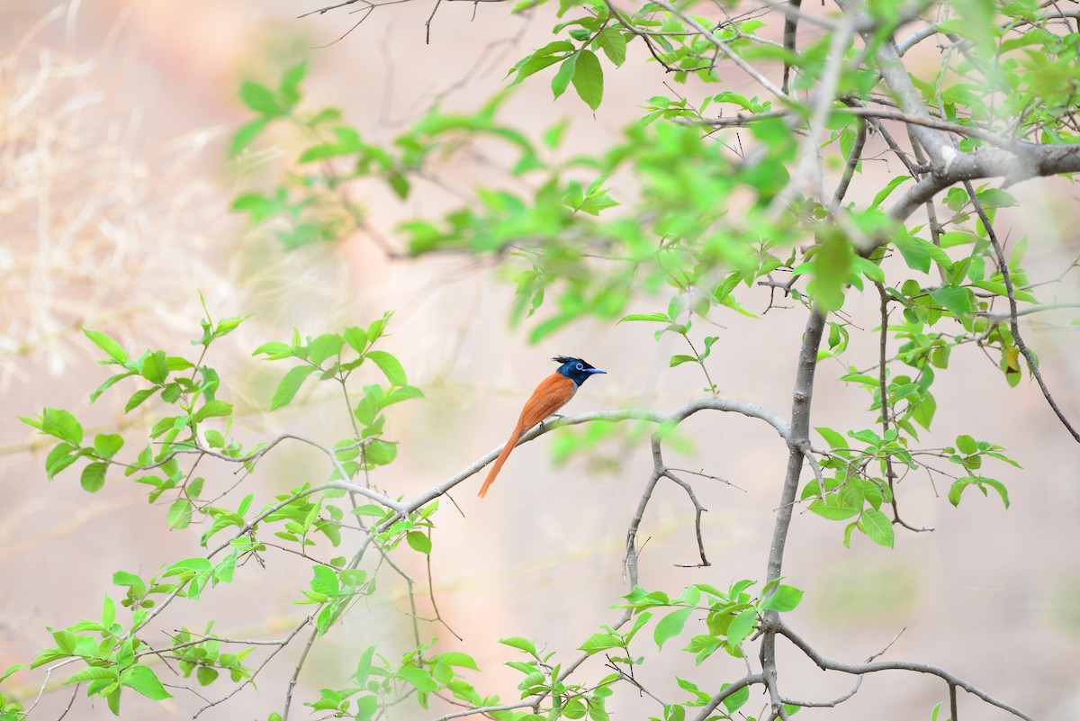 Indian Paradise-Flycatcher - ML638351070