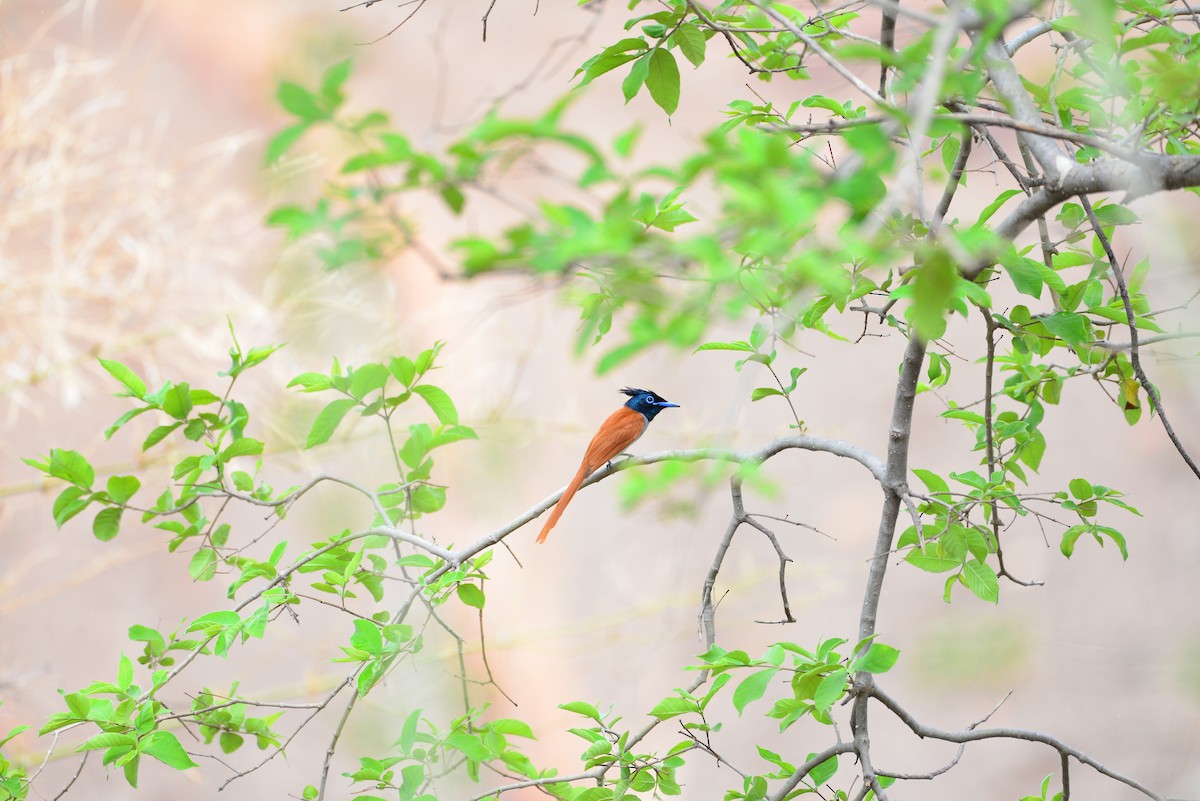 Indian Paradise-Flycatcher - ML638351071