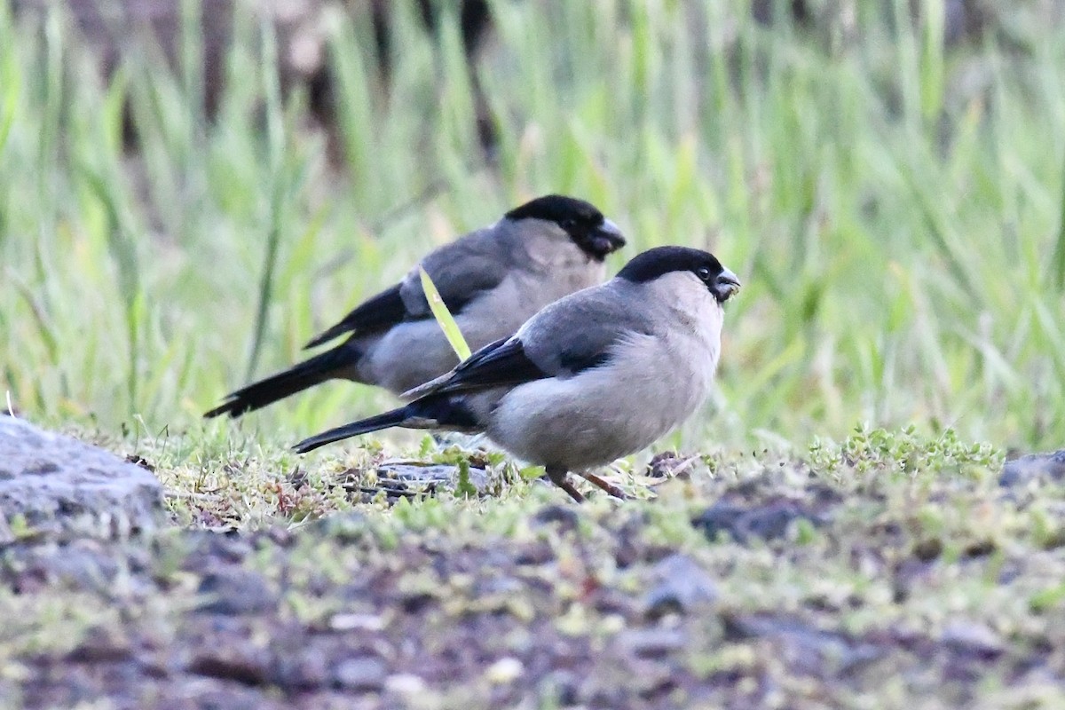Azores Bullfinch - ML638351072