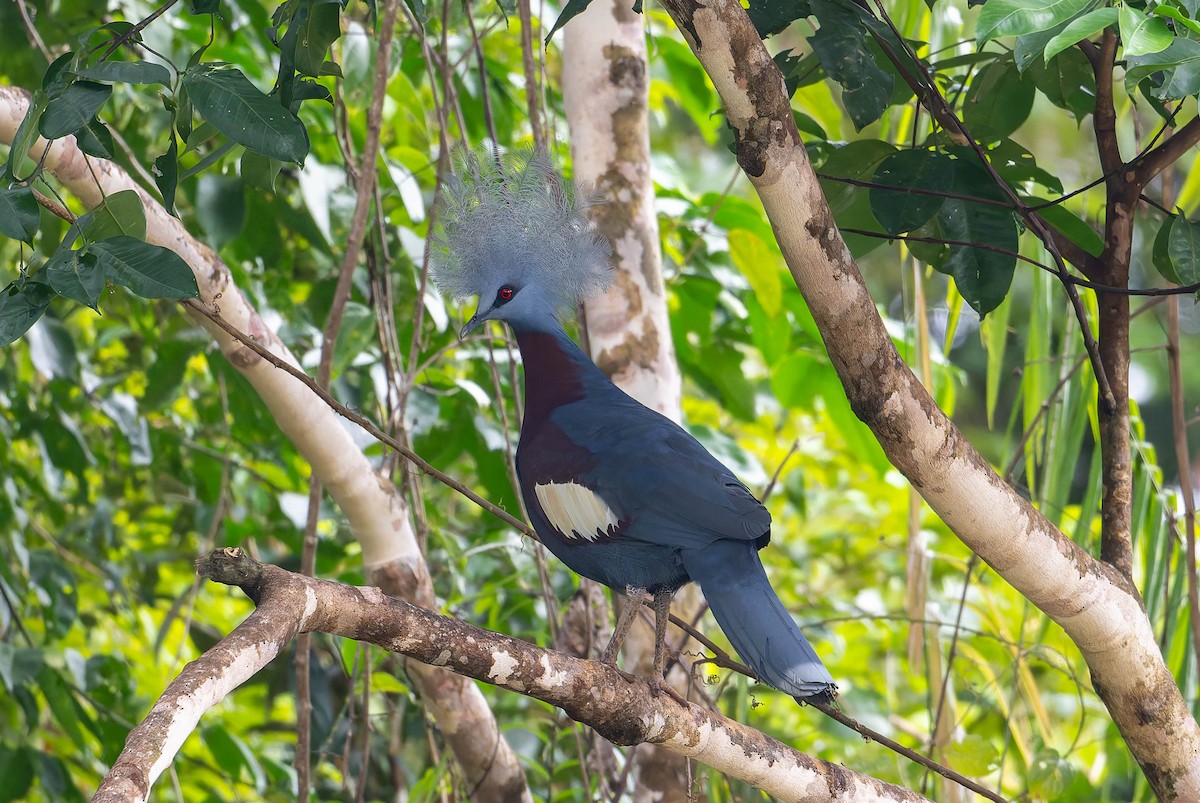 Sclater's Crowned-Pigeon - ML638351079