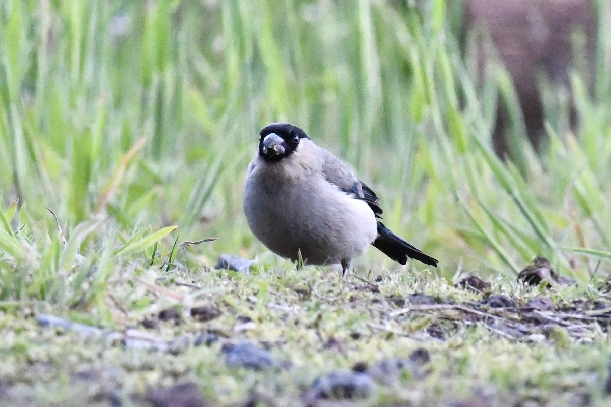 Azores Bullfinch - ML638351082