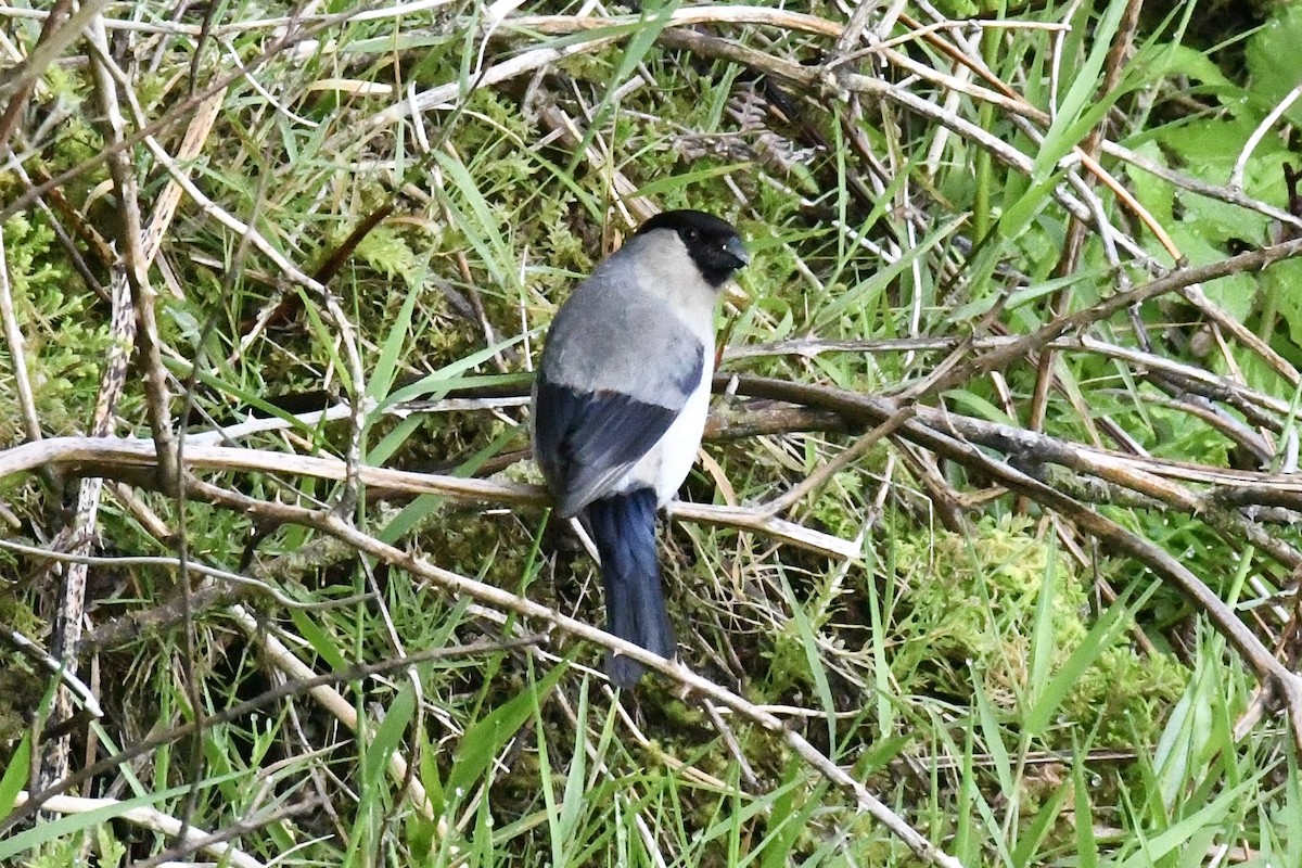 Azores Bullfinch - ML638351085