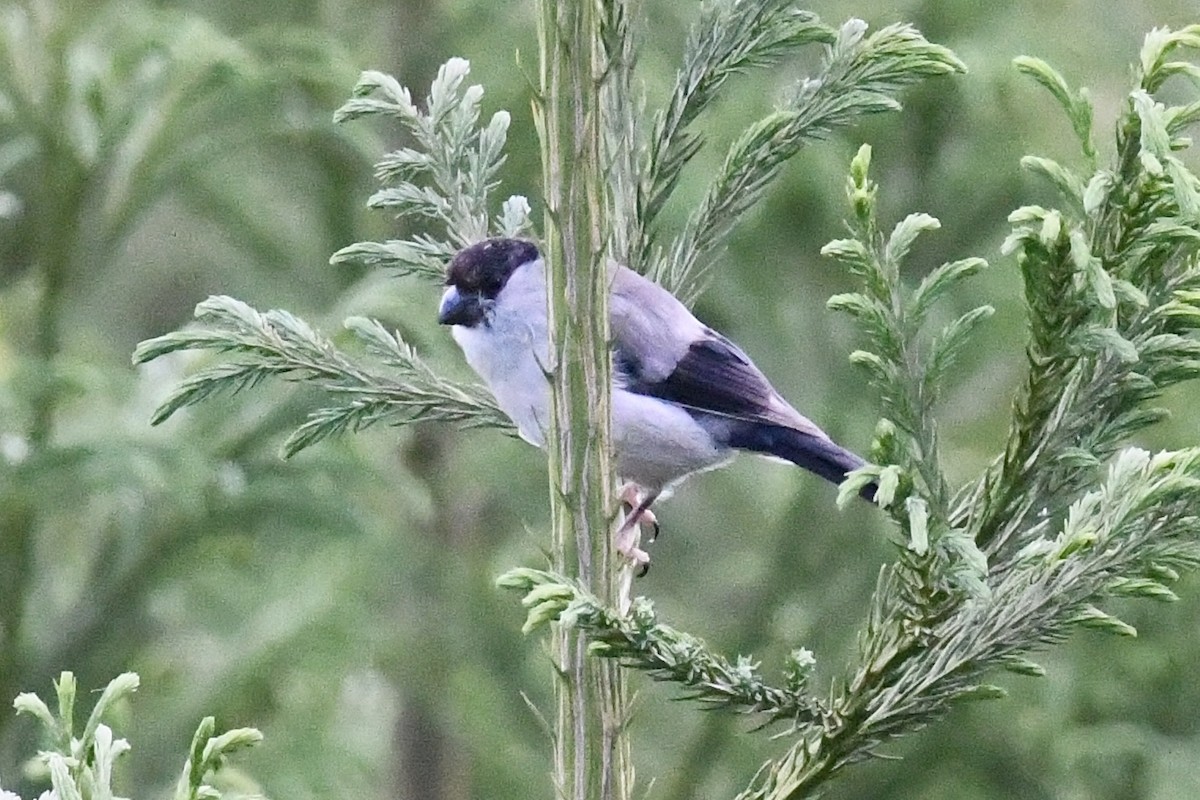Azores Bullfinch - ML638351089