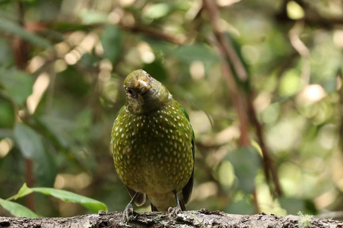 Green Catbird - ML638351100