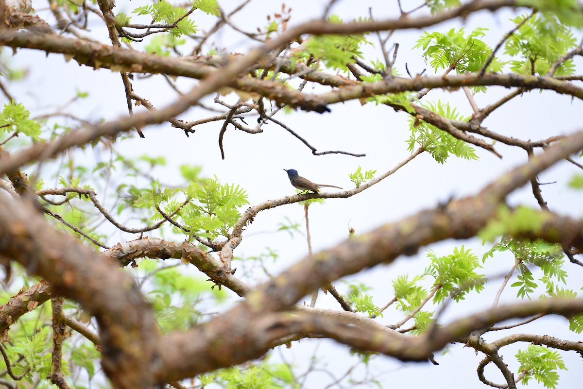 Black-naped Monarch - ML638351101