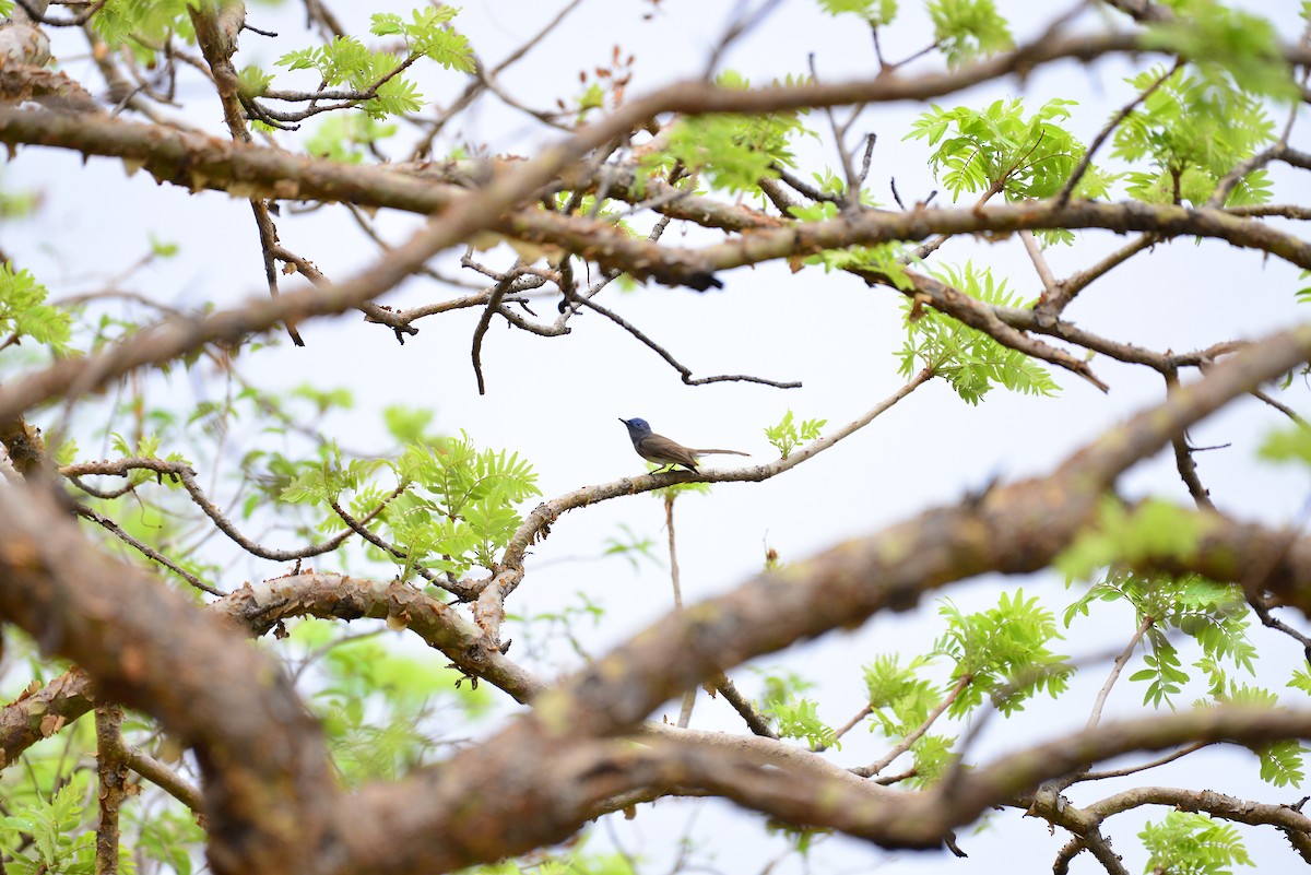 Black-naped Monarch - ML638351102