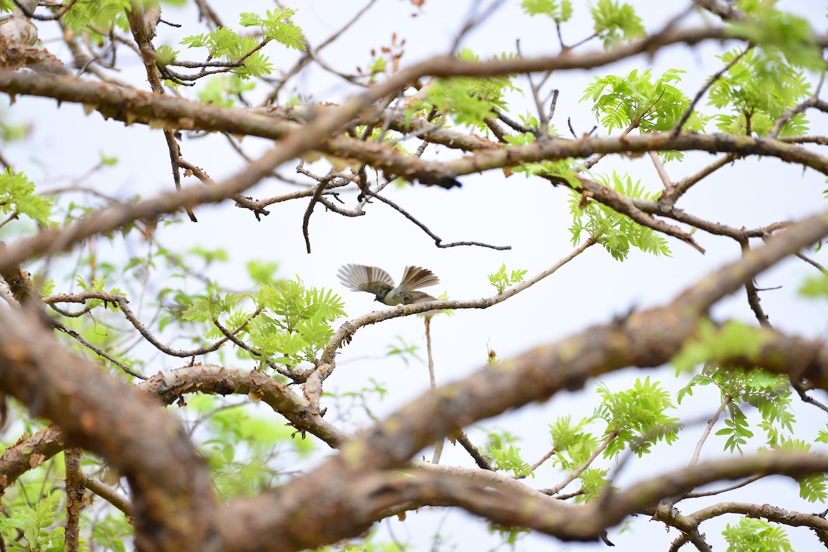 Black-naped Monarch - ML638351103