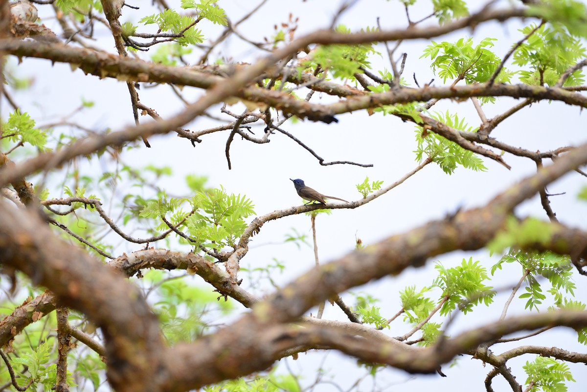 Black-naped Monarch - ML638351104