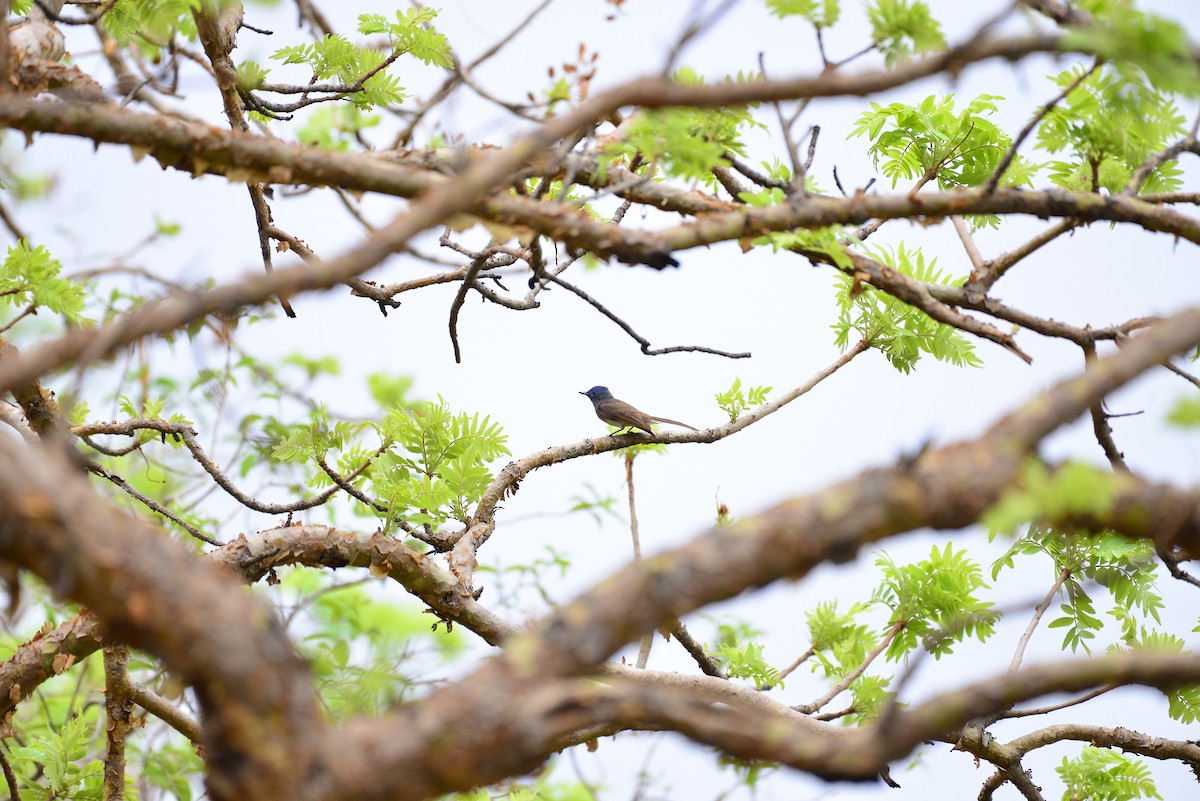 Black-naped Monarch - ML638351105