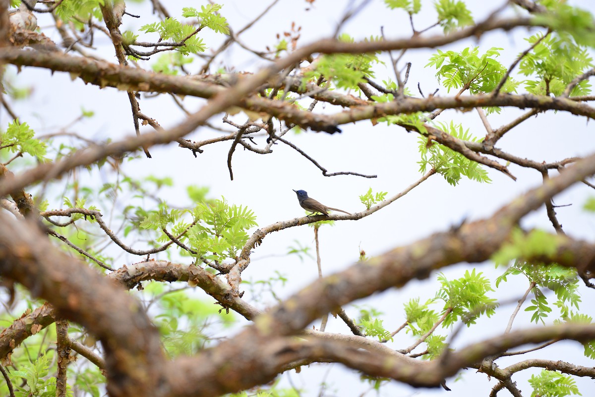 Black-naped Monarch - ML638351106
