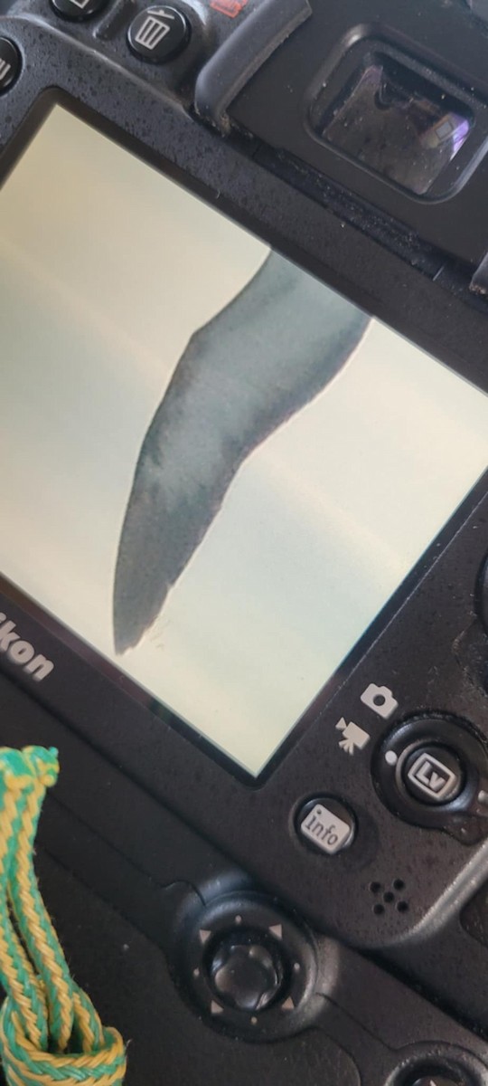 Cory's Shearwater - ML638351133