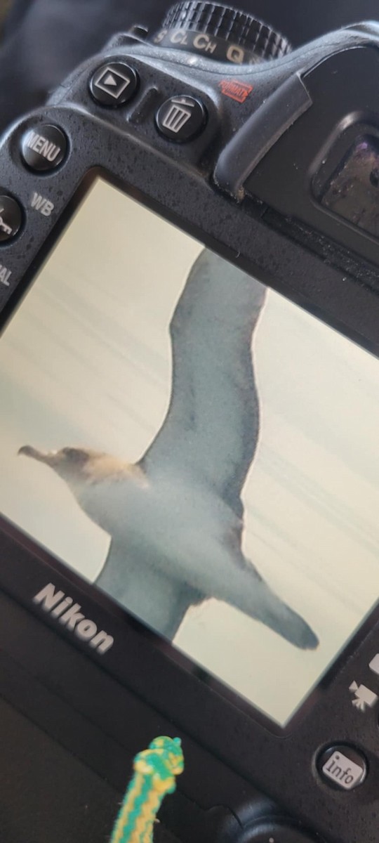 Cory's Shearwater - ML638351134