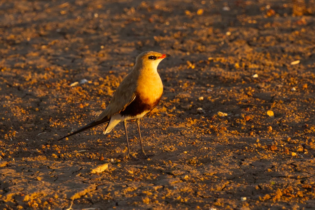Australian Pratincole - ML638351137