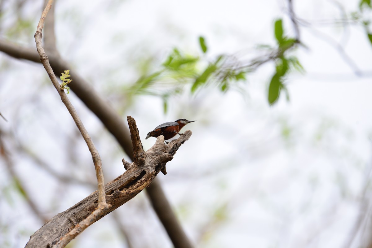 Indian Nuthatch - ML638351138
