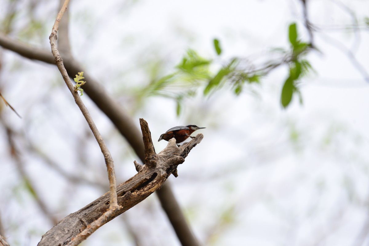 Indian Nuthatch - ML638351139