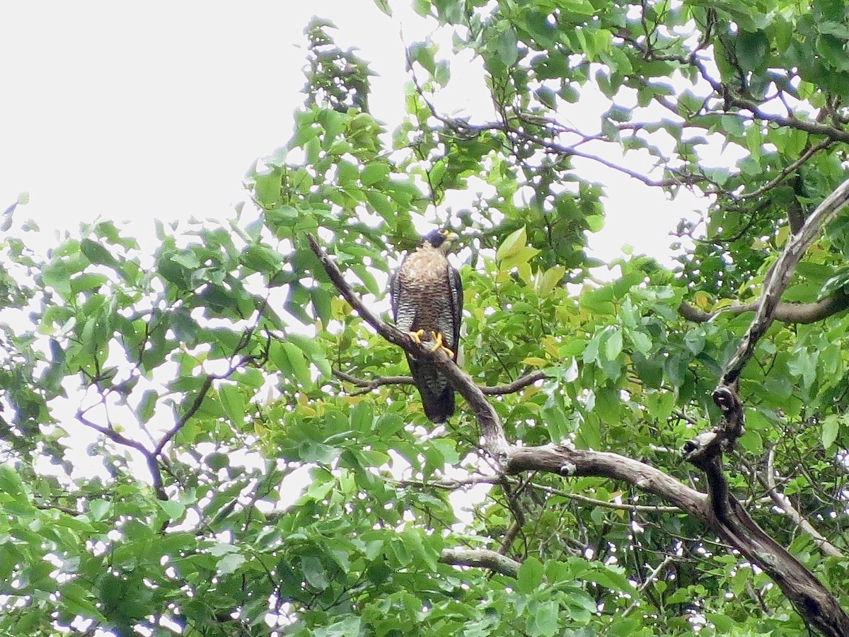 Peregrine Falcon - ML638351143