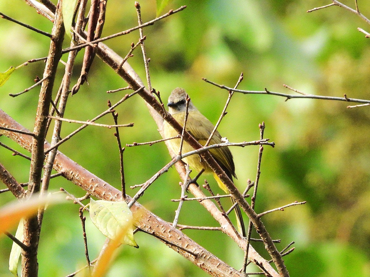 Flavescent Bulbul - ML638351149