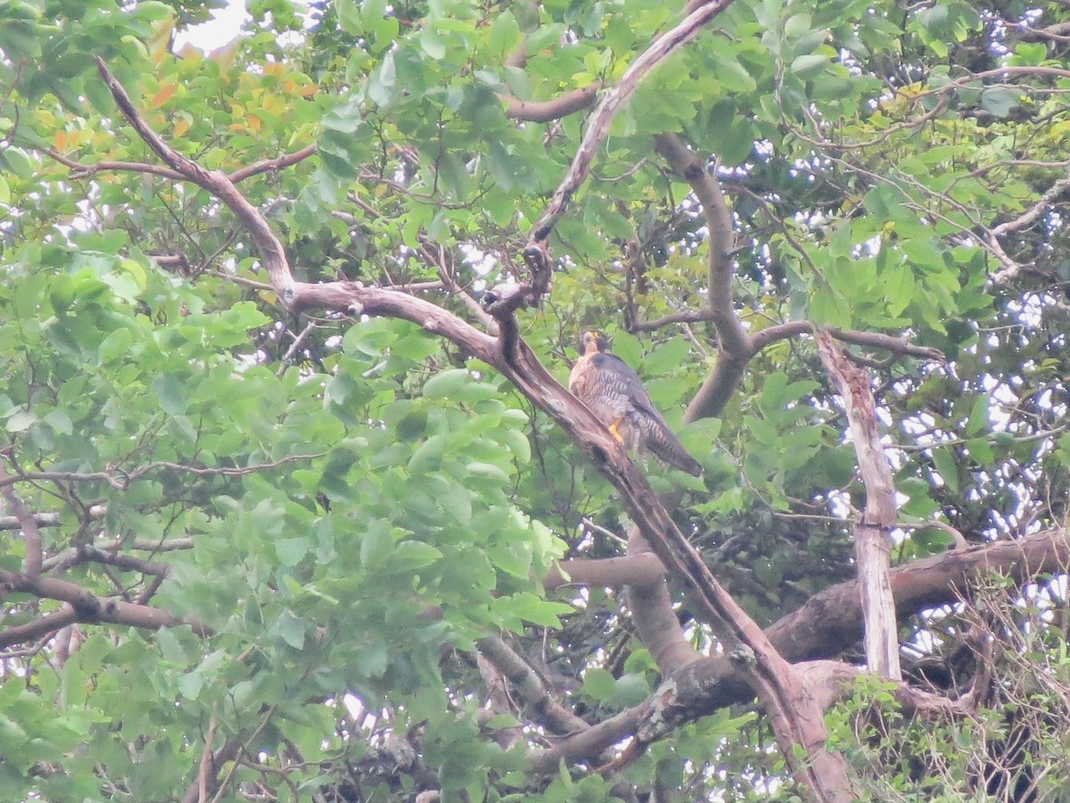 Peregrine Falcon - ML638351167