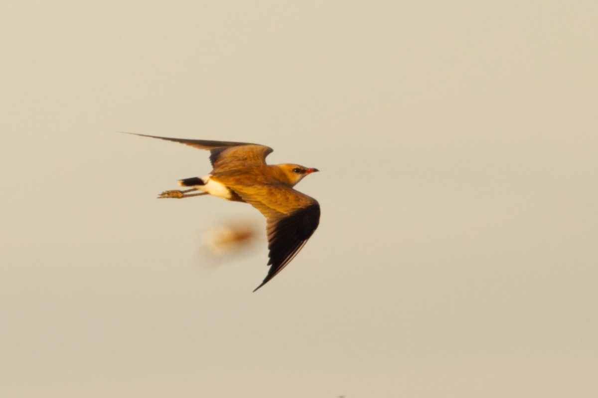 Australian Pratincole - ML638351171