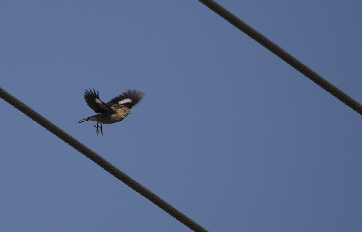 Yemen Linnet - ML638351173