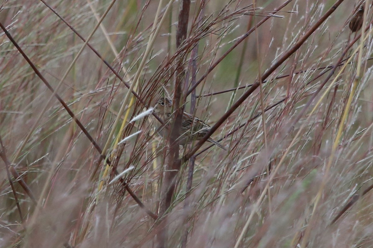 Grasshopper Sparrow - ML638351174