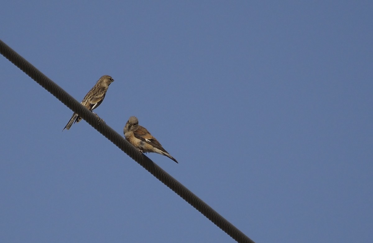Yemen Linnet - ML638351180