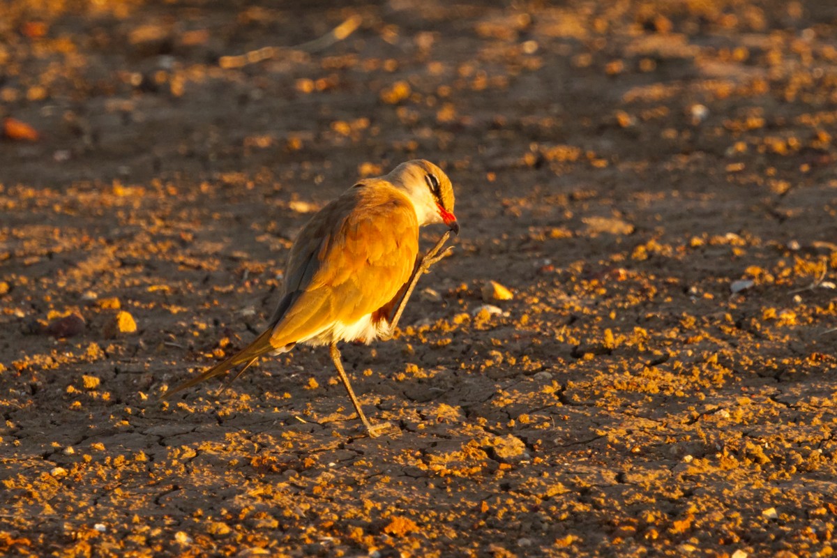 Australian Pratincole - ML638351188
