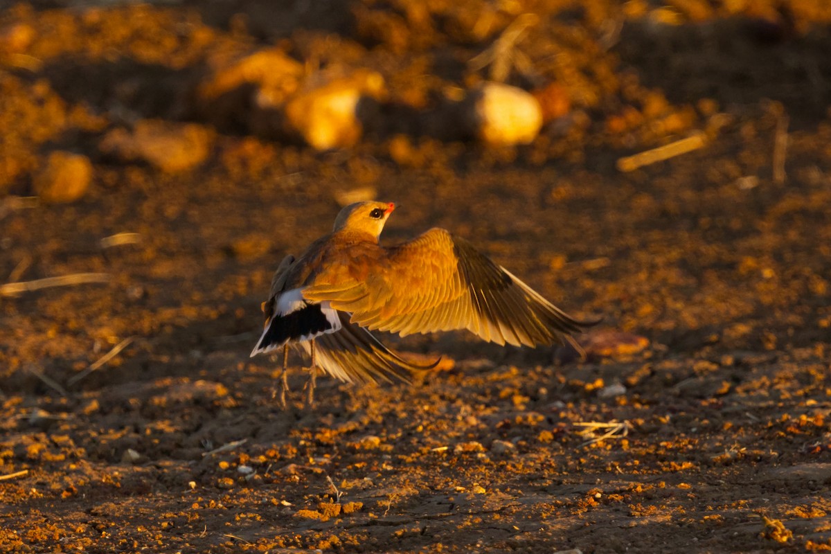 Australian Pratincole - ML638351227