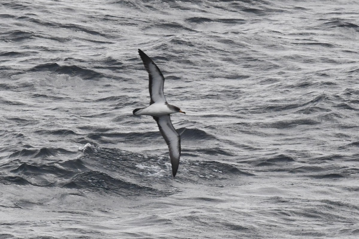 Cory's Shearwater - ML638351249