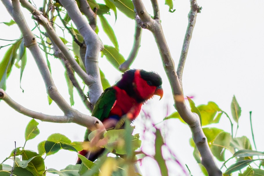 オトメズグロインコ - ML638351259