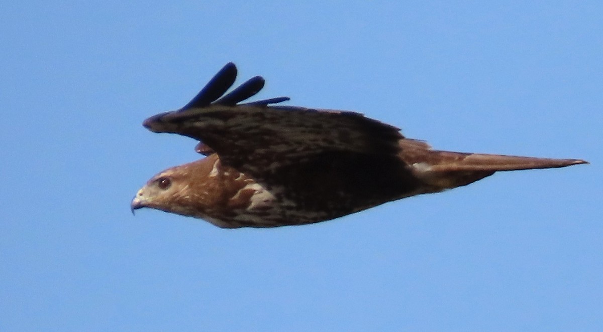 musvåk - ML638351267