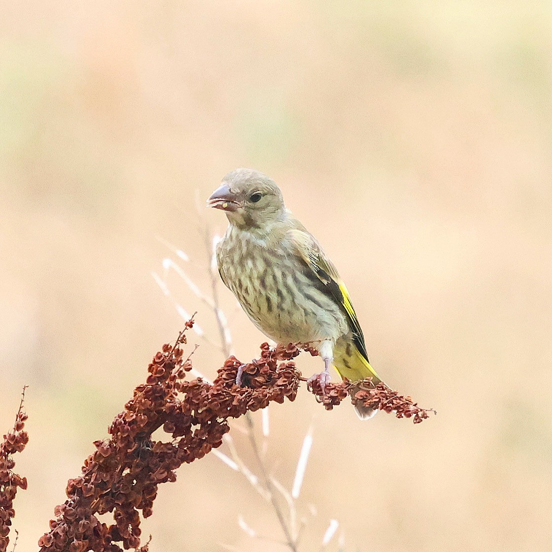 Oriental Greenfinch - ML638351277