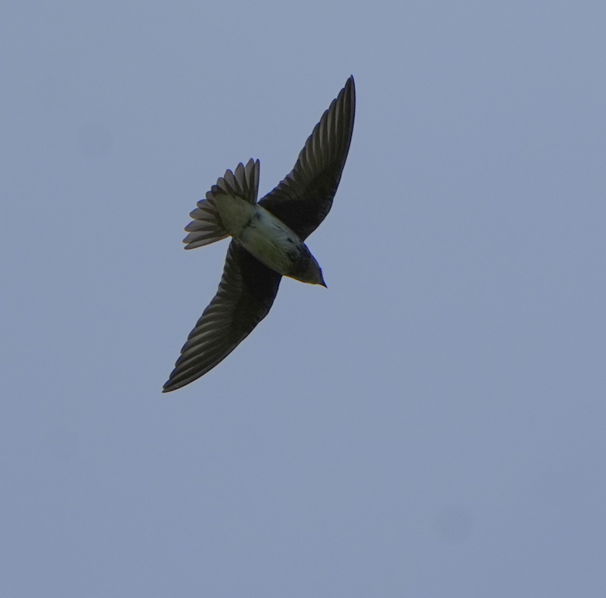 Golondrina Purpúrea - ML638351278