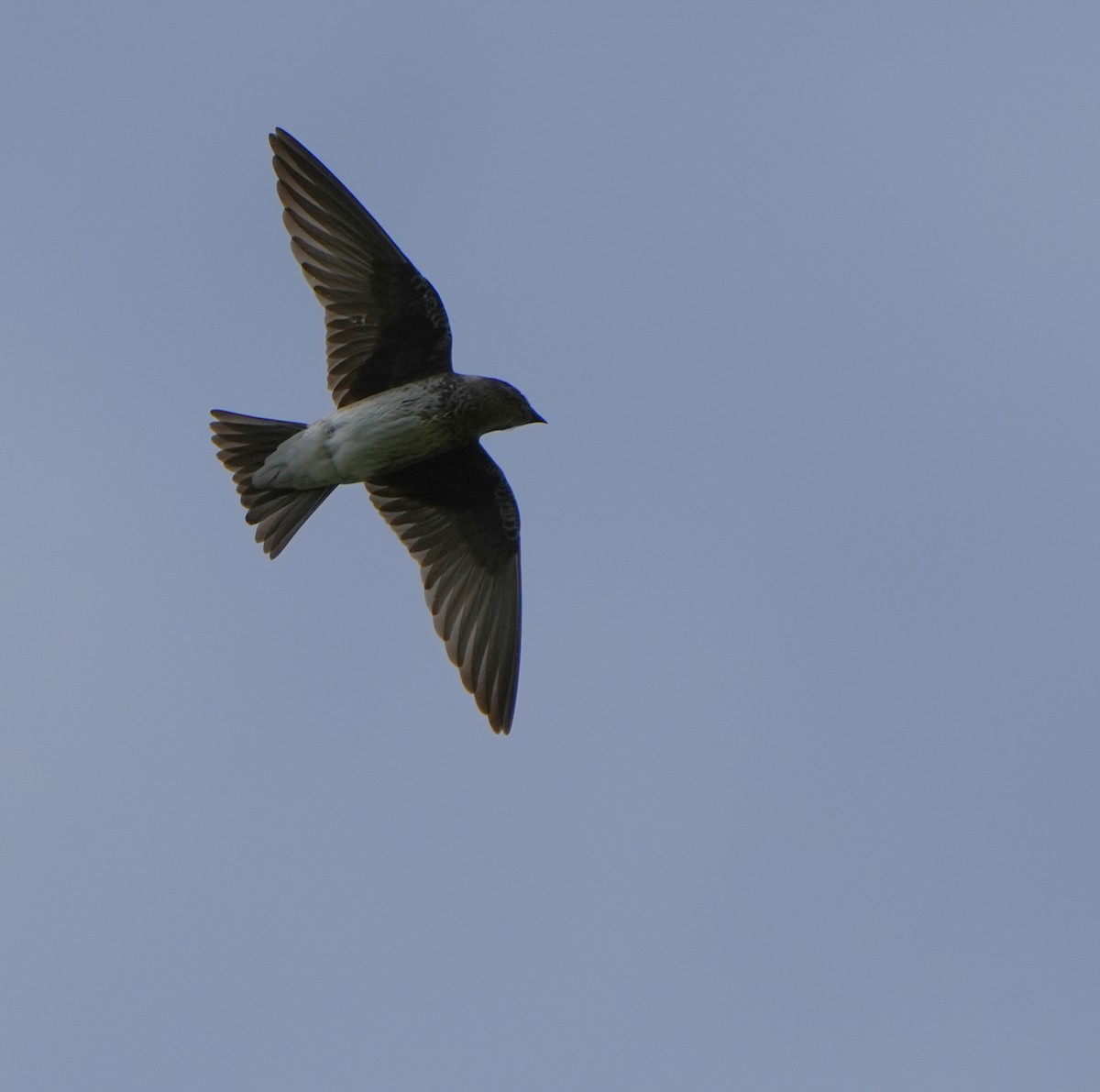 Golondrina Purpúrea - ML638351280