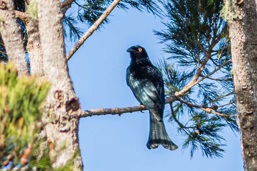 Spangled Drongo - ML638351281