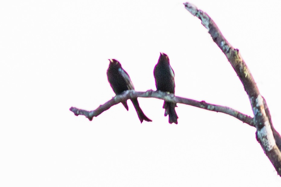 Spangled Drongo - ML638351282