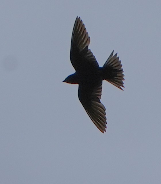 Golondrina Purpúrea - ML638351285