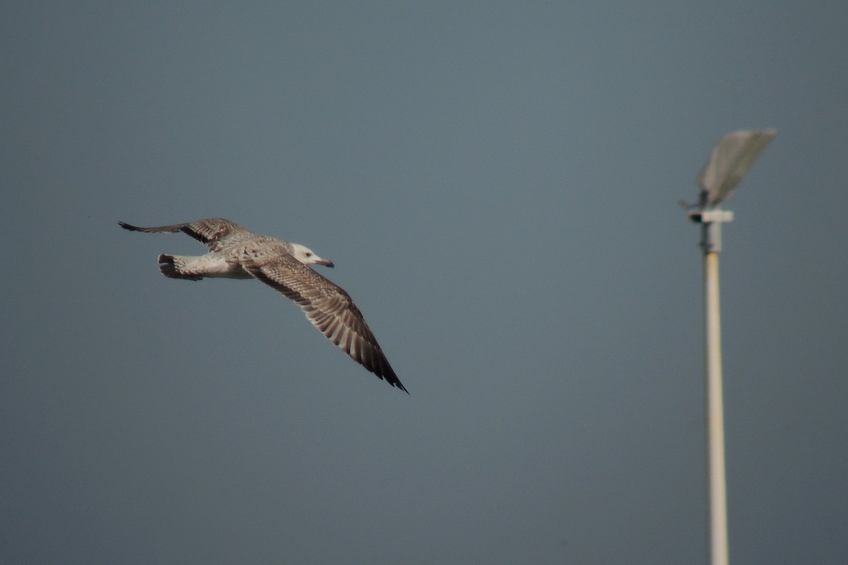 Caspian Gull - ML638351319
