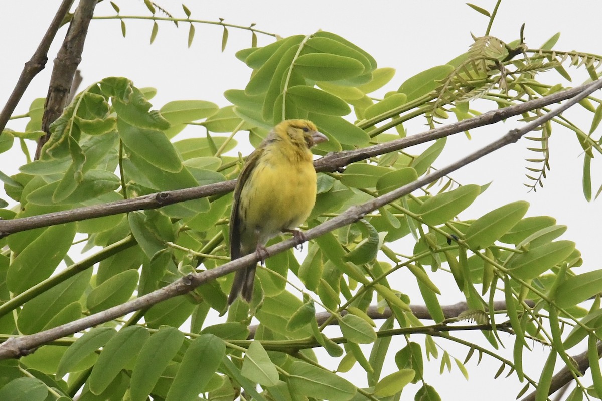 Island Canary - ML638351331