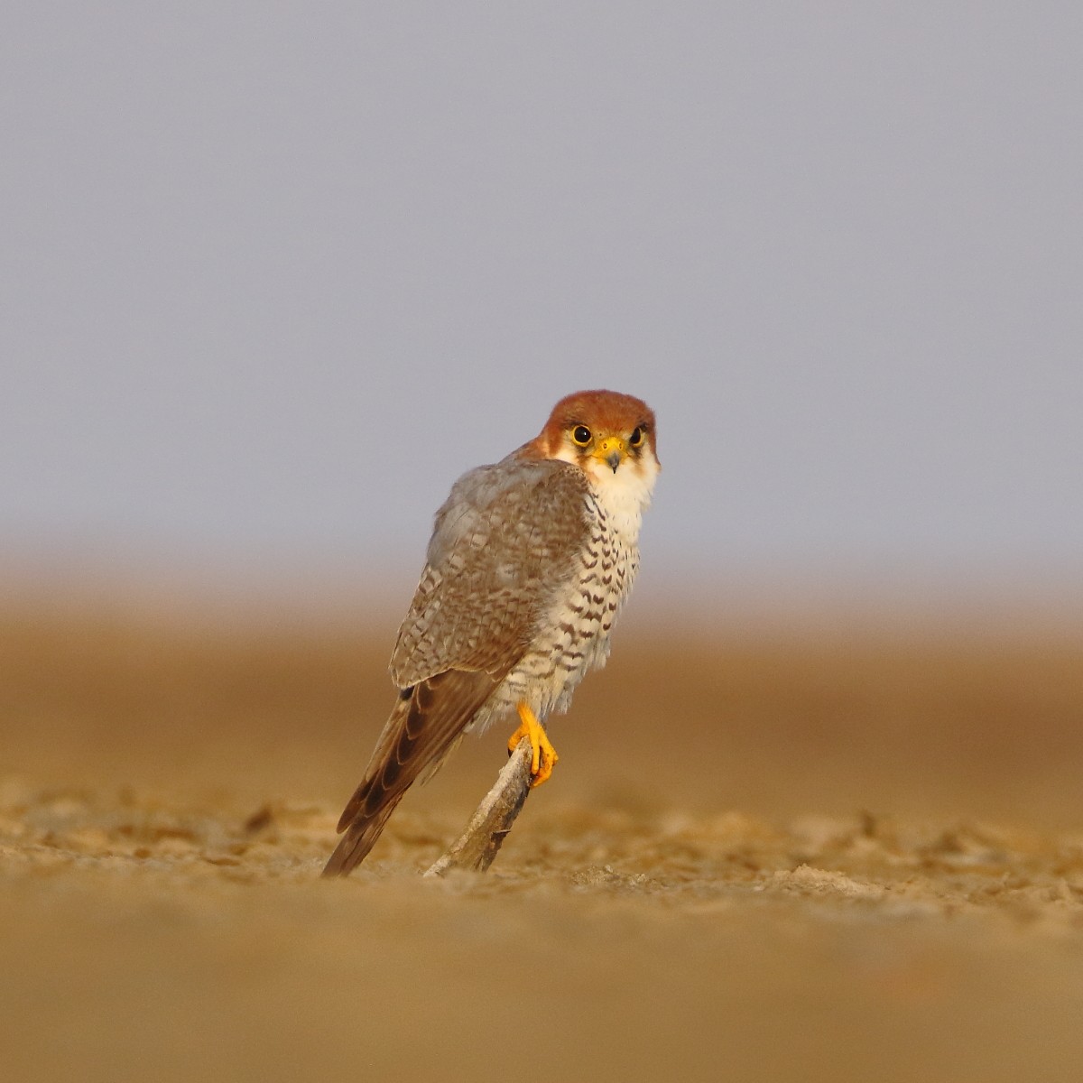 Red-necked Falcon - ML638351333