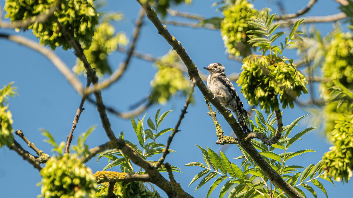 Lesser Spotted Woodpecker - ML638351336