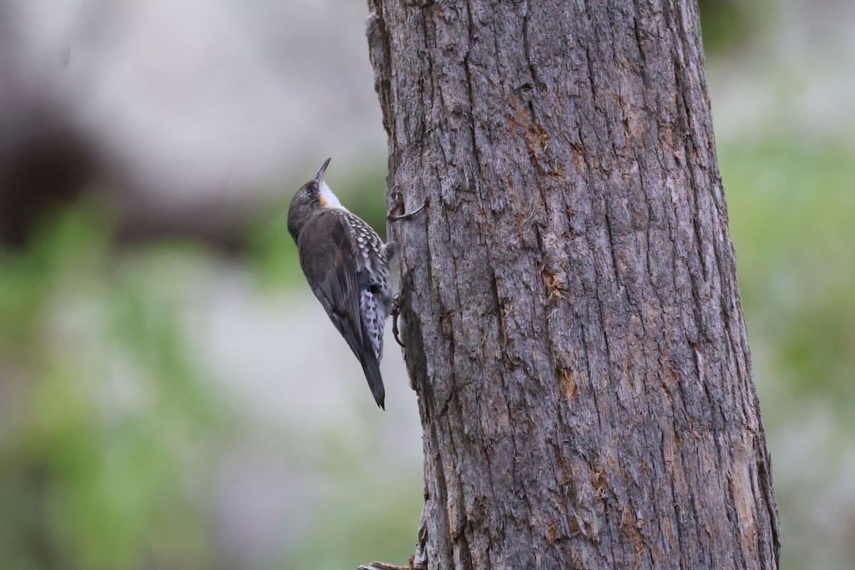 White-throated Treecreeper - ML638351374