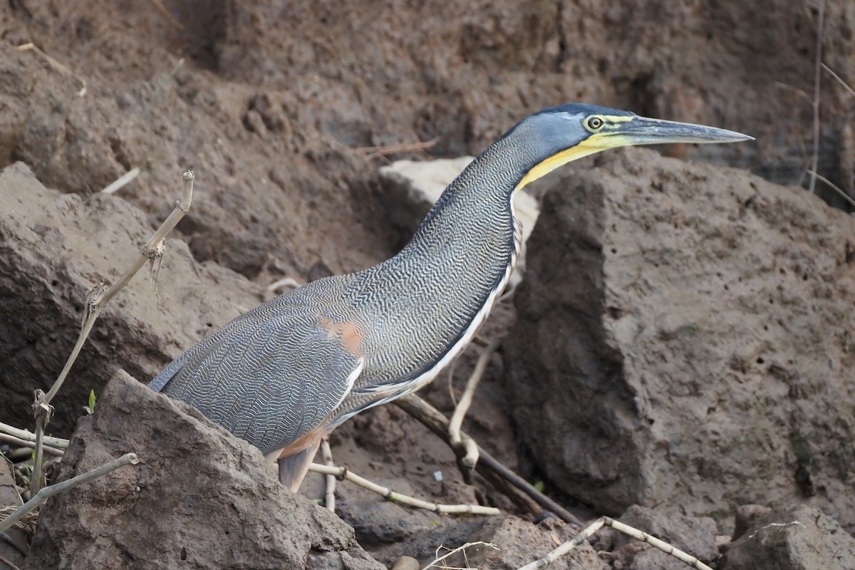 Bare-throated Tiger-Heron - ML638351395