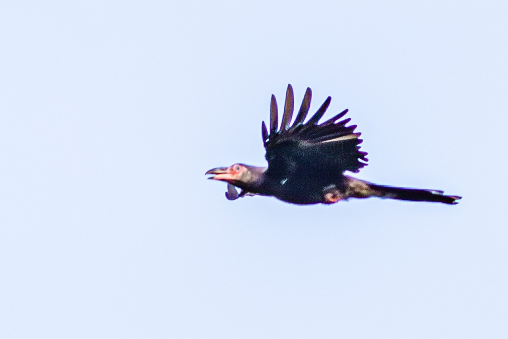 Gray Crow - ML638351408