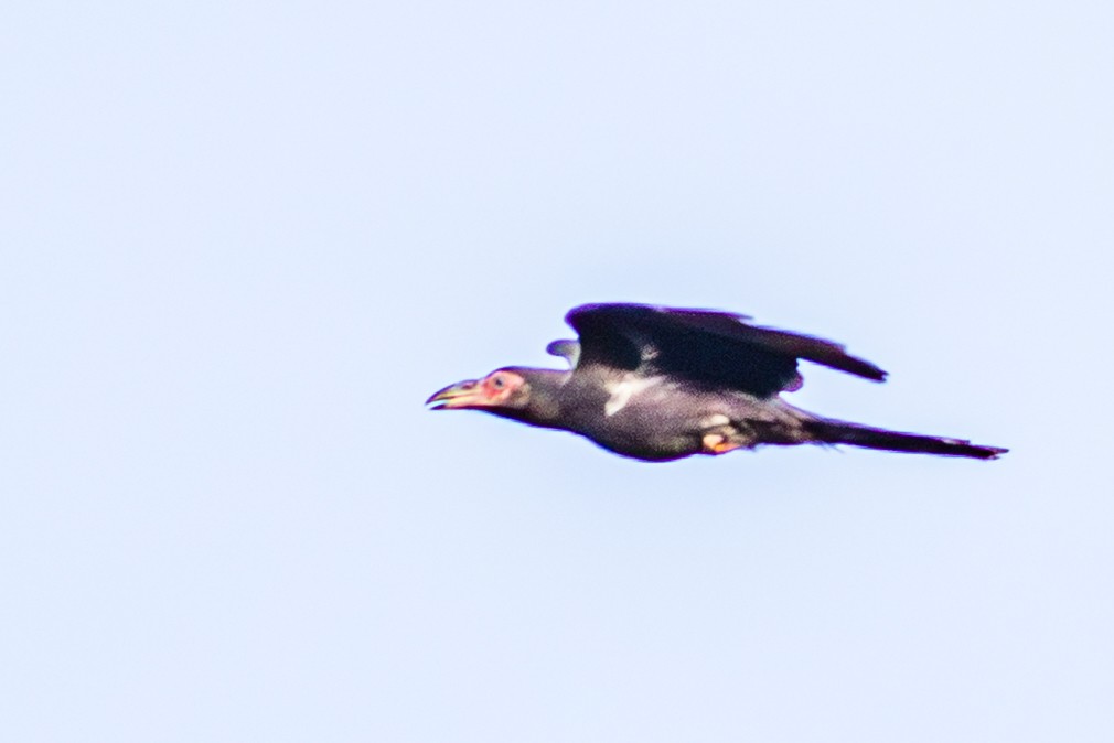 Gray Crow - ML638351409