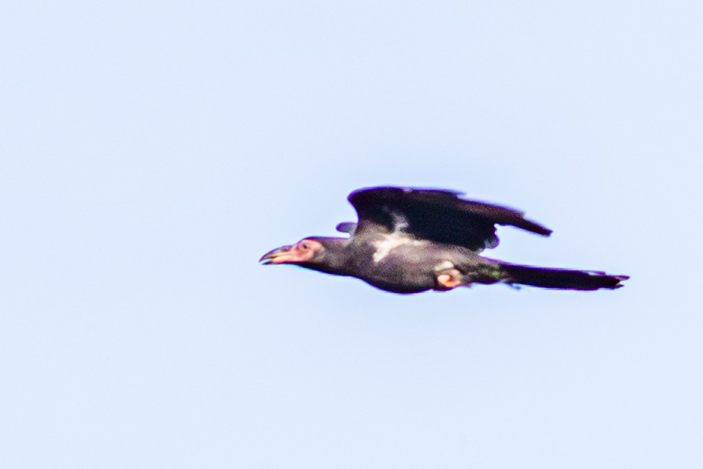 Gray Crow - ML638351410